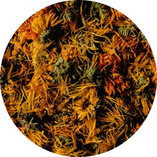 Calendula Flower